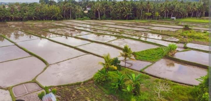 Vallée de l’Anambé : plus de 90% des parcelles laissées en friche à cause des inondations (producteurs)
