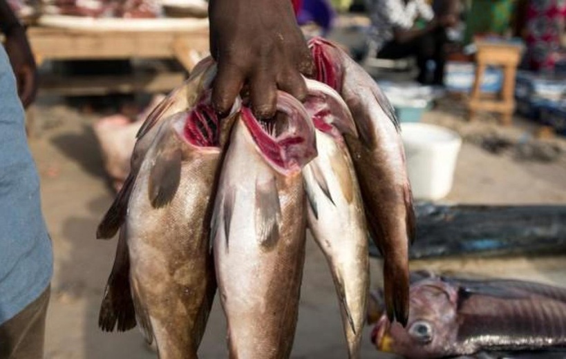 Thiès : les mareyeurs réclament l’ouverture immédiate du marché de Diassap Thiès : les mareyeurs réclament l’ouverture immédiate du marché de Diassap