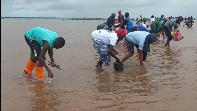 Goudomp : une journée citoyenne de reboisement pour restaurer la mangrove à Pontodosse Goudomp : une journée citoyenne de reboisement pour restaurer la mangrove à Pontodosse