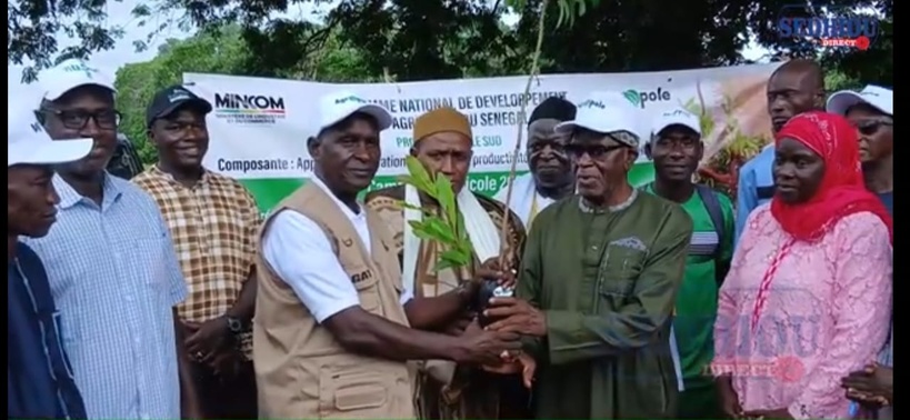 Reboisement en Casamance : l’Agropole Sud distribue plus de 370 000 plants fruitiers Reboisement en Casamance : l’Agropole Sud distribue plus de 370 000 plants fruitiers