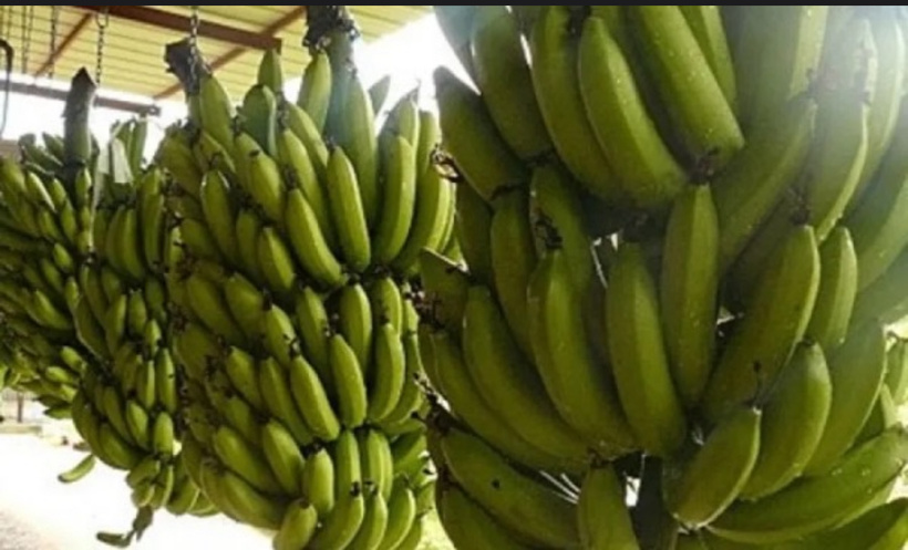 Sénégal : l’ARM annonce la suspension des importations de bananes à compter du 1er septembre 2025 Sénégal : l’ARM annonce la suspension des importations de bananes à compter du 1er septembre 2025
