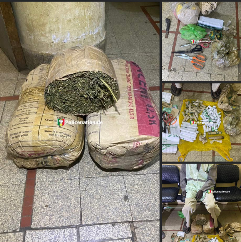 Kaolack : saisie de 2,6 kg de chanvre indien à Sinthiou Bandoulou avant le Gamou Kaolack : saisie de 2,6 kg de chanvre indien à Sinthiou Bandoulou avant le Gamou