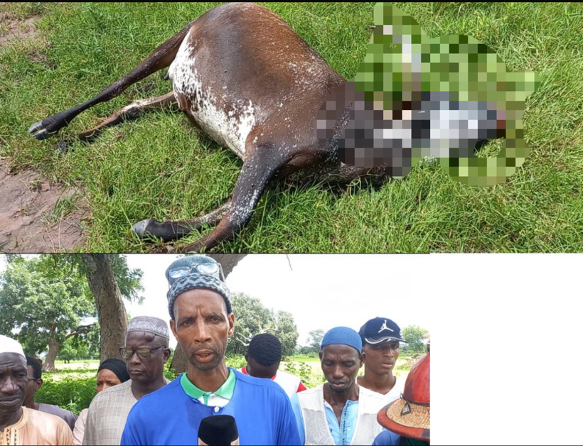 Dialambéré : des éleveurs en colère après la mort « suspecte » de leur bétail Dialambéré : des éleveurs en colère après la mort « suspecte » de leur bétail