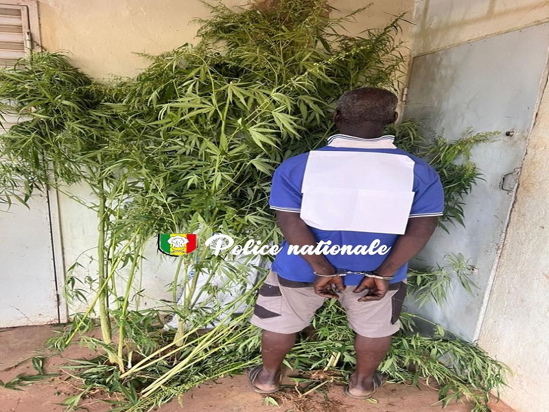 Kédougou : un individu arrêté avec 30 pieds de chanvre indien