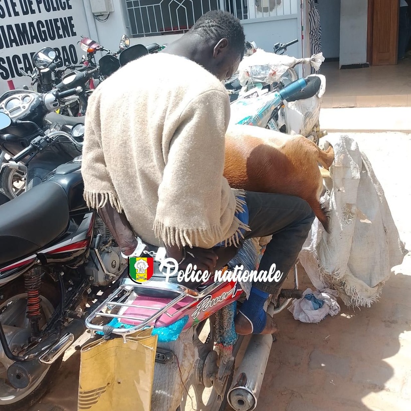 Diamaguène : arrestation d’un individu pour tentative de vente de viande impropre à la consommation Diamaguène : arrestation d’un individu pour tentative de vente de viande impropre à la consommation
