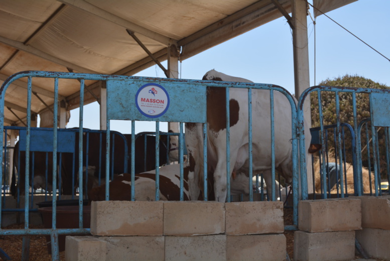 SIAGRO 2016: «Nous n’avons pas peur de la concurrence», François Burgaud SIAGRO 2016: «Nous n’avons pas peur de la concurrence», François Burgaud