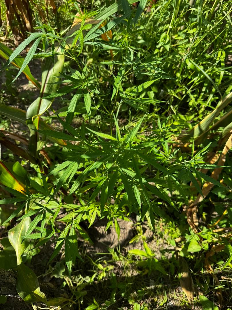 Tambacounda : Démantèlement d’une culture de chanvre indien dissimulée dans un champ de maïs, un individu arrêté 