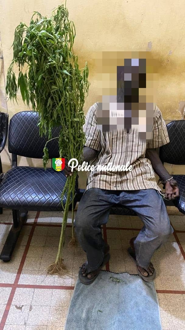 Kaolack : un individu arrêté pour culture de chanvre indien