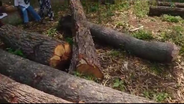 Vélingara : Plus de 300 unités de matériel de destruction de la forêt saisies par les Eaux et Forêts Vélingara : Plus de 300 unités de matériel de destruction de la forêt saisies par les Eaux et Forêts