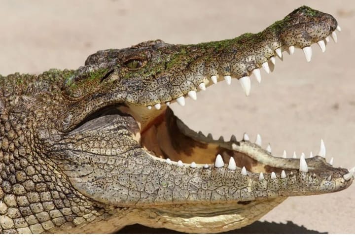 ​Médina Yoro Foula : un crocodile sème la panique avant d’être maîtrisé par des pêcheurs