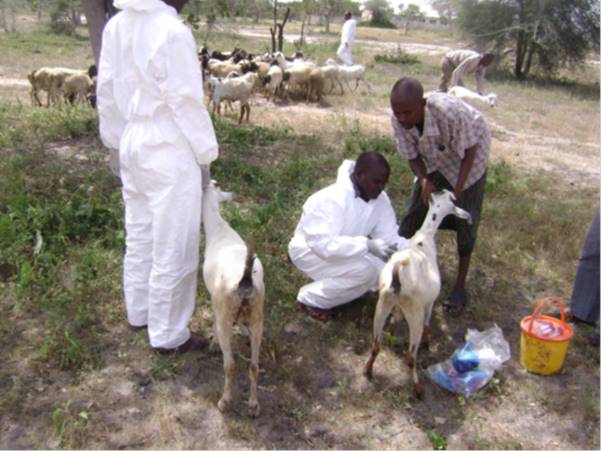 Diourbel : une ferme infectée de la fièvre de la vallée du Rift, deux chèvres contaminées