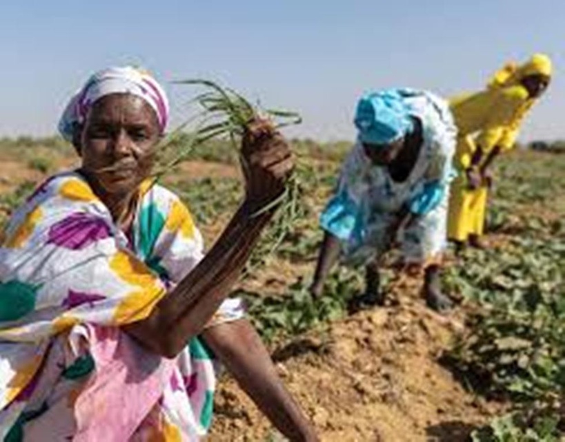 Autonomisation des femmes : un comité de Développement Régional mis en place pour faciliter l'accès au foncier Autonomisation des femmes : un comité de Développement Régional mis en place pour faciliter l'accès au foncier