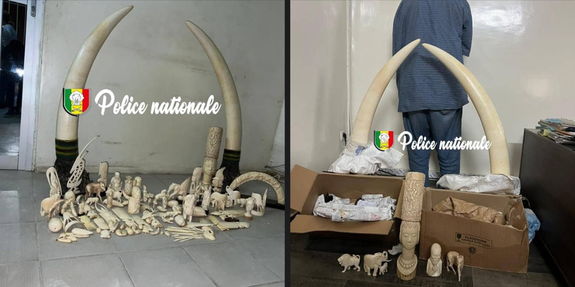 Trafic d’ivoire : 105 pièces saisies à Ouakam par la Sûreté urbaine Trafic d’ivoire : 105 pièces saisies à Ouakam par la Sûreté urbaine