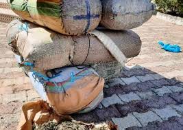 Fimela : 790 kg de chanvre indien saisis, quatre suspects déférés à Fatick