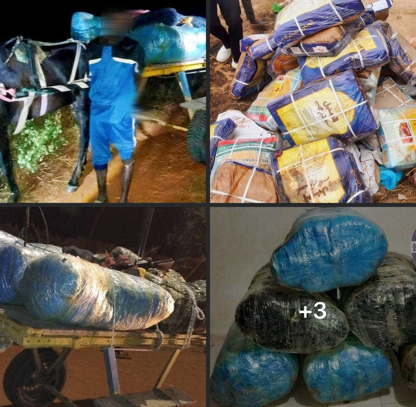 Ngueune Sarr et Fimela : saisies importantes de denrées impropres et de 140 kg de chanvre indien Ngueune Sarr et Fimela : saisies importantes de denrées impropres et de 140 kg de chanvre indien