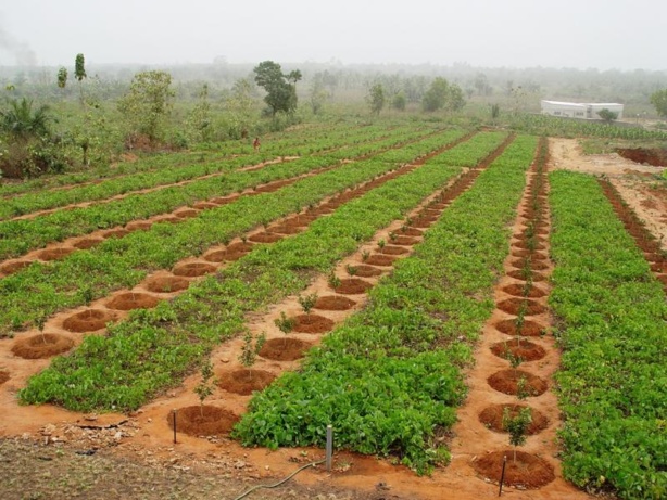 Sénégal : L’agriculture a réalisé un taux de croissance de 10,5% en 2015