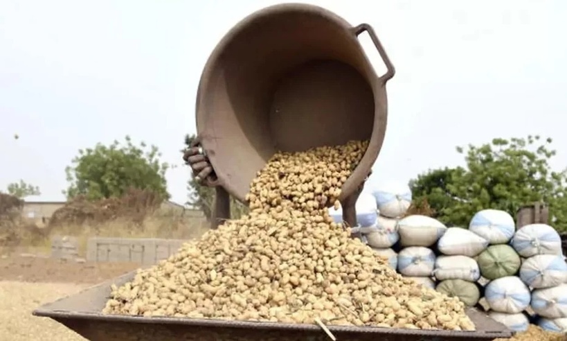 Campagne arachidière 2025/2026 : le prix plancher arrêté à 305 FCFA/kg Campagne arachidière 2025/2026 : le prix plancher arrêté à 305 FCFA/kg
