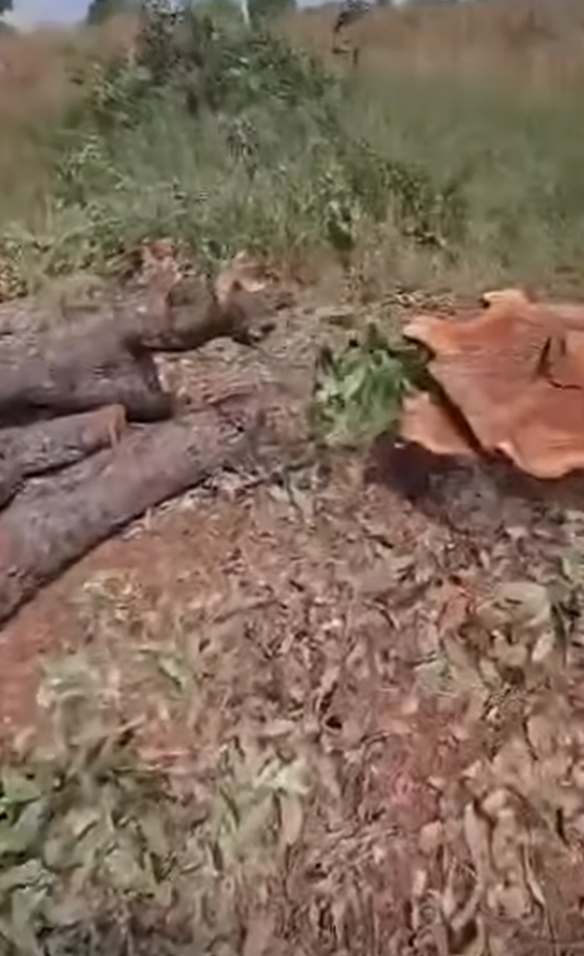 Kaolack : des dizaines d’arbre coupés de manière « illégale », les populations alertent Kaolack : des dizaines d’arbre coupés de manière « illégale », les populations alertent