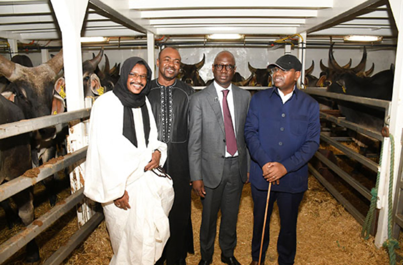 Souveraineté alimentaire : l’État réceptionne 1 050 bovins pour moderniser l’élevage sénégalais