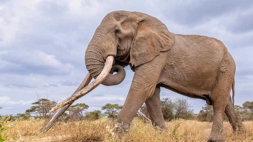 Kenya: mort de Craig, éléphant iconique aux défenses gigantesques Kenya: mort de Craig, éléphant iconique aux défenses gigantesques