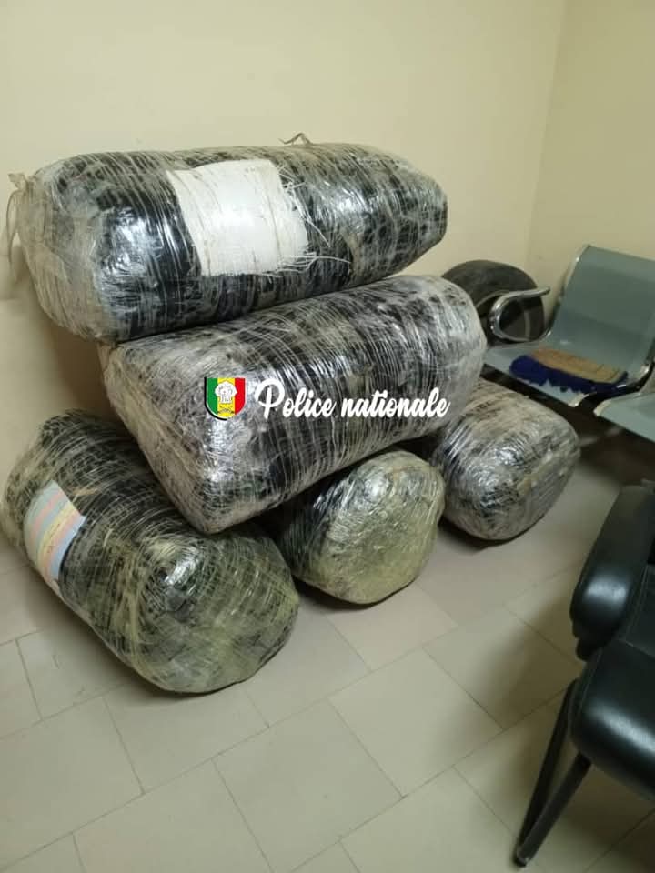 Thiès : l’OCRTIS saisit 196 kg de chanvre indien à Mbodiène