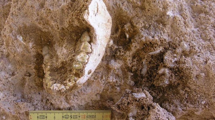 L’origine africaine de l’humanité confortée par un ancêtre découvert au Maroc, dit une étude L’origine africaine de l’humanité confortée par un ancêtre découvert au Maroc, dit une étude