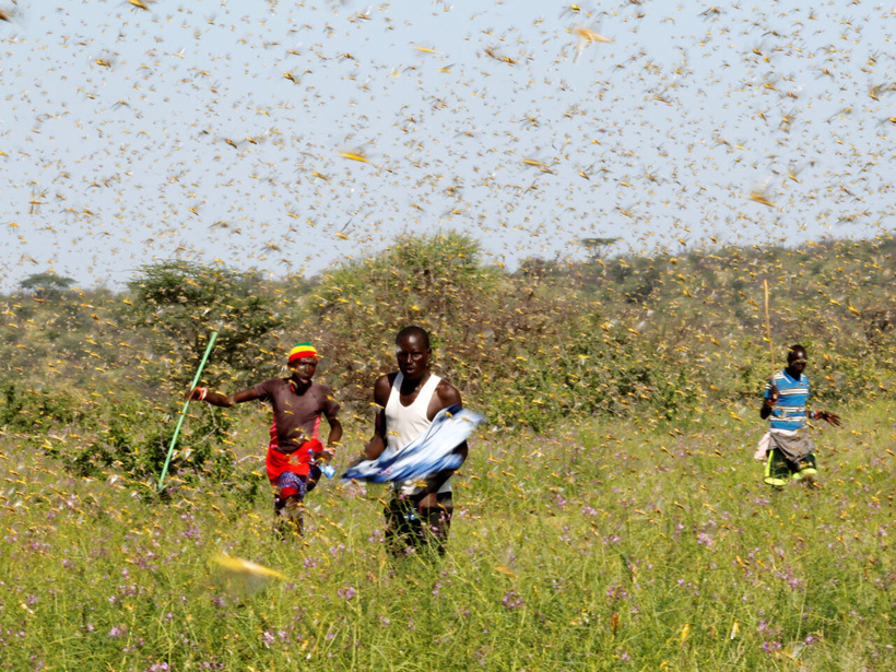 Criquets pèlerins au Sénégal : le CNSA annonce des actions "coordonnées et préventives" contre le phénomène Criquets pèlerins au Sénégal : le CNSA annonce des actions "coordonnées et préventives" contre le phénomène