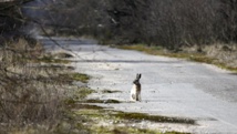 Trente ans après la catastrophe, la nature reprend ses droits à Tchernobyl Trente ans après la catastrophe, la nature reprend ses droits à Tchernobyl