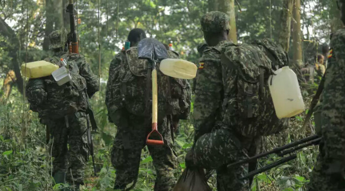 Pourquoi la guerre dans l'est de la RDC menace-t-elle aussi les forêts et les animaux?