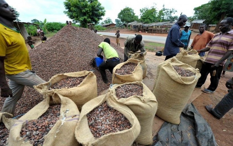Côte d'Ivoire: le Conseil du Café Cacao à la rescousse de la filière cacao