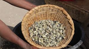 Journée Nationale de l’Huître: Une filière en pleine mutation vers la durabilité