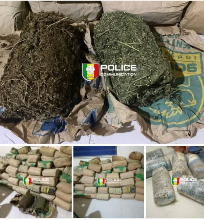 Lutte contre le trafic de drogue : importante saisie de 120 kg de chanvre indien à Mbour