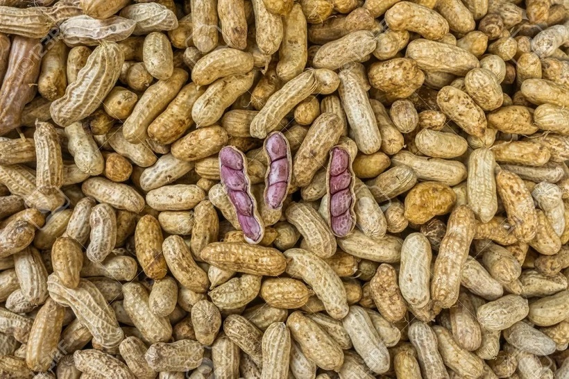 Filière arachidière : le Sénégal en passe de devenir le 2e producteur africain derrière le Nigeria 