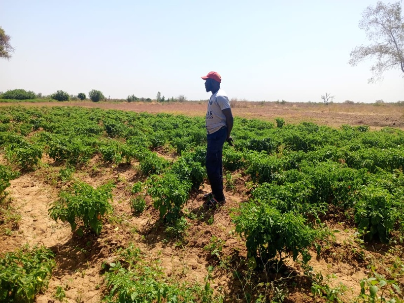 Agriculture à Tambacounda : le pari réussi du retour à la terre Agriculture à Tambacounda : le pari réussi du retour à la terre