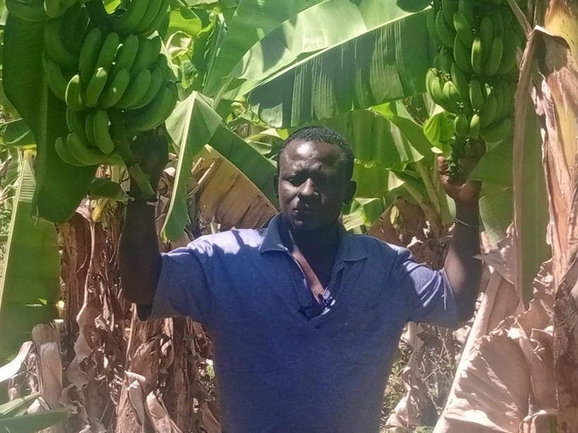 Production de la banane: ​le cri du cœur des acteurs de Gouloumbou
