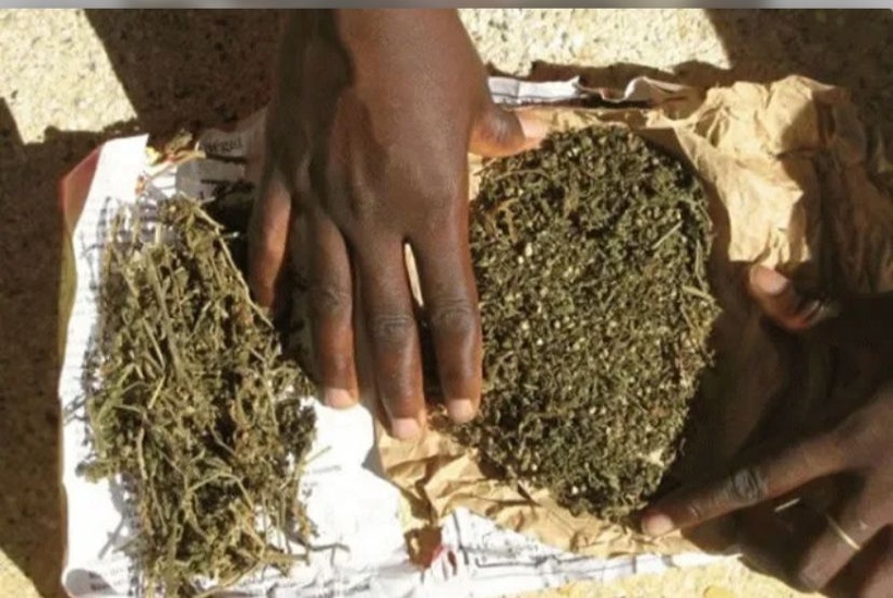 Mbour : trois personnes placées en garde à vue, plus de 134 kg de chanvre indien saisis Mbour : trois personnes placées en garde à vue, plus de 134 kg de chanvre indien saisis