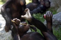 ​RDC: Kinshasa intensifie sa lutte contre le trafic des bonobos