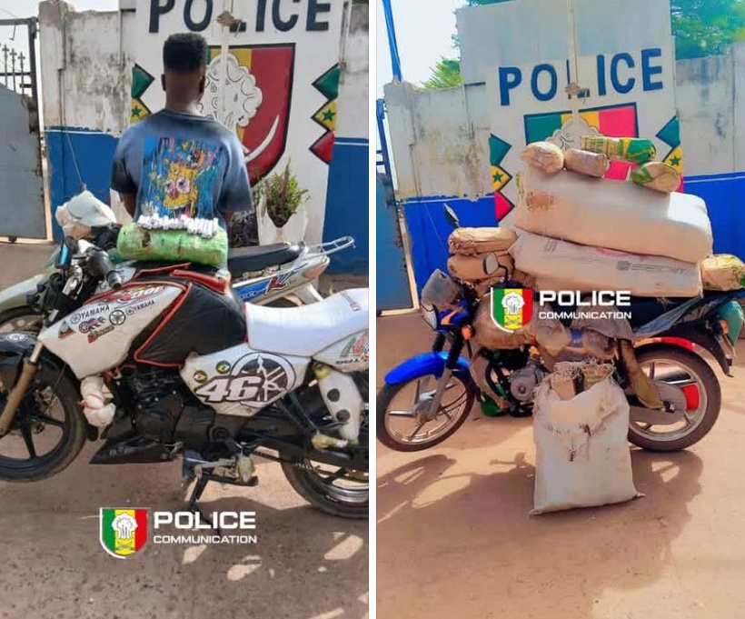 Opération de sécurisation à Kolda : plus de 44 kg de chanvre indien saisis, un individu arrêté Opération de sécurisation à Kolda : plus de 44 kg de chanvre indien saisis, un individu arrêté