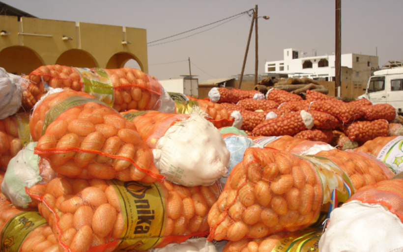 Kayar : le cri de détresse des producteurs de pommes de terre face aux importations