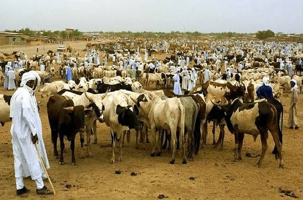 Bambey : Les éleveurs dénoncent la hausse de la taxe municipale au foirail, qui passe de 500 à 1000 FCFA