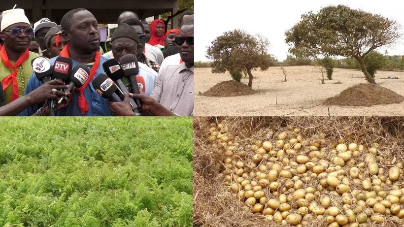 Pomme de terre : les horticulteurs des Niayes alertent sur les risques de pertes de leur production de pomme de terre