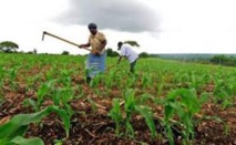 Banque mondiale : 20 millions de dollars aux petits producteurs du Sénégal pour améliorer la productivité agricole Banque mondiale : 20 millions de dollars aux petits producteurs du Sénégal pour améliorer la productivité agricole
