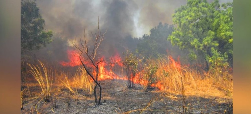Kédougou : des flammes ravagent la Réserve naturelle communautaire de Dindéfélo depuis 72 heures Kédougou : des flammes ravagent la Réserve naturelle communautaire de Dindéfélo depuis 72 heures