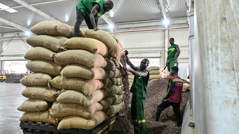 Face à la crise du cacao, la Côte d'Ivoire réduit drastiquement le prix d'achat aux planteurs Face à la crise du cacao, la Côte d'Ivoire réduit drastiquement le prix d'achat aux planteurs