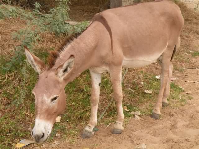 «Aucun kilogramme de viande d’âne dans les 28 marchés du département de Dakar», (Chef de service régional de l’élevage)