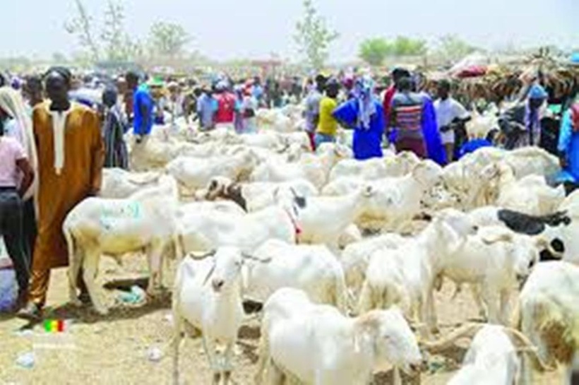 Tabaski 2026 : le Sénégal anticipe un besoin de 860 000 moutons Tabaski 2026 : le Sénégal anticipe un besoin de 860 000 moutons