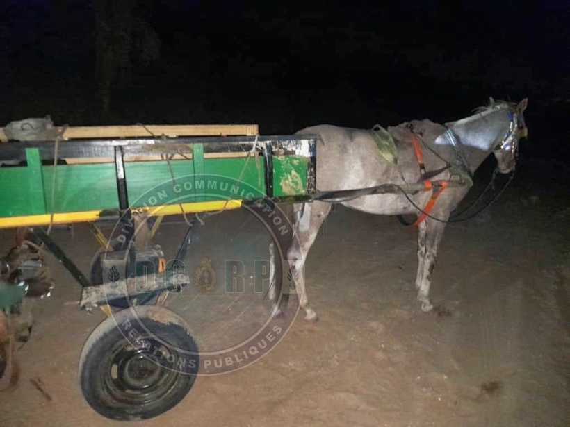 Mbour : 600 Kg de chanvre indien saisis, un individu arrêté, des suspects recherchés Mbour : 600 Kg de chanvre indien saisis, un individu arrêté, des suspects recherchés