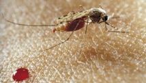 RDC: flambée de paludisme d’une «gravité rarement atteinte» dans le nord-est