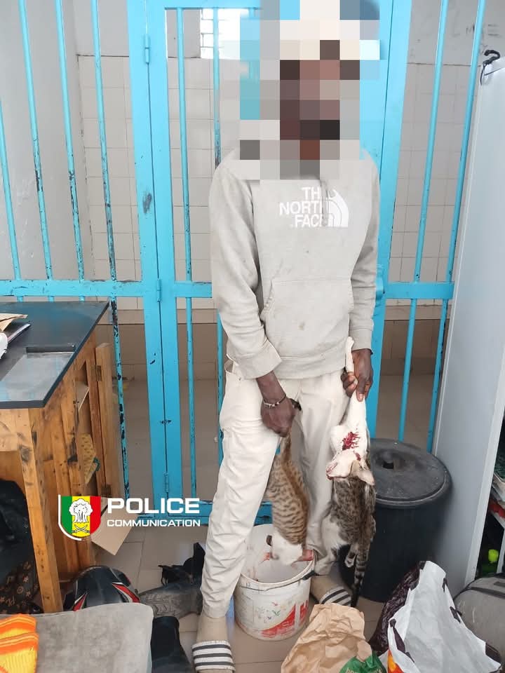 Dakar : un vendeur soupçonné d’écouler de la viande de chat arrêté puis déféré au Parquet