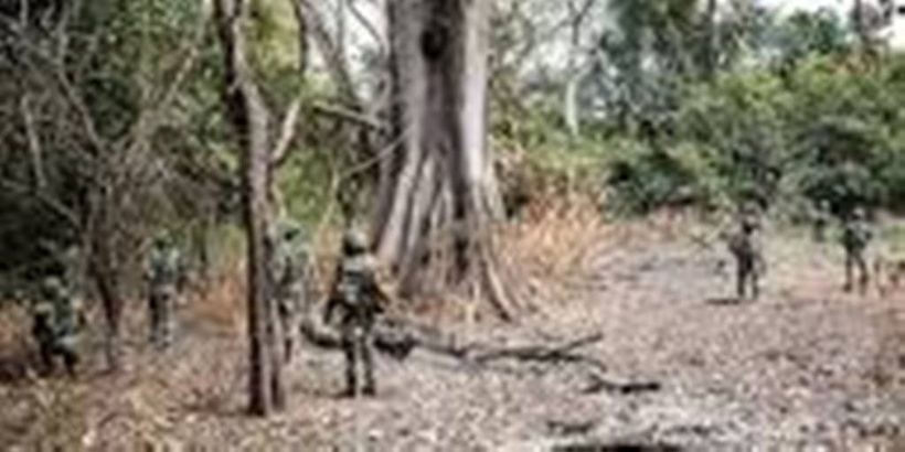 Casamance : l’armée face aux trafics de cannabis et au pillage du bois Casamance : l’armée face aux trafics de cannabis et au pillage du bois